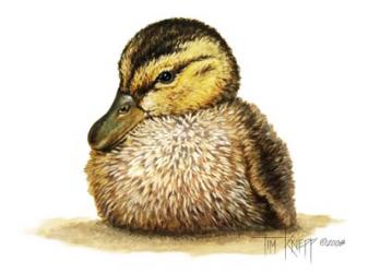 Duckling | Obraz na stenu