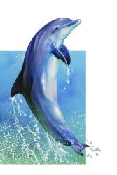 Jump Dolphin | Obraz na stenu