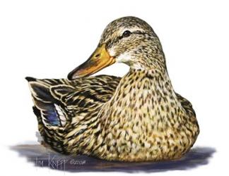 Mallard Duck | Obraz na stenu