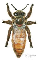 Queen Honey Bee | Obraz na stenu