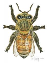 Worker Honey Bee | Obraz na stenu