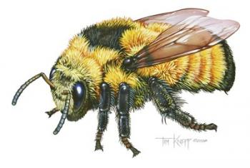 Bumble Bee | Obraz na stenu