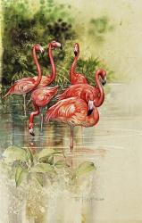 Flamingo Paper | Obraz na stenu