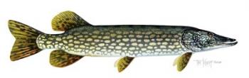 Northern Pike | Obraz na stenu