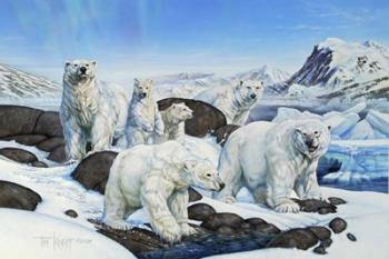 Polar Bears | Obraz na stenu