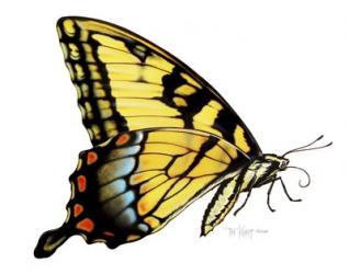 Tiger Swallowtail Butterfly | Obraz na stenu