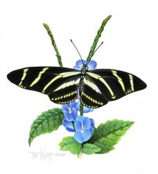 Zebra Butterfly | Obraz na stenu