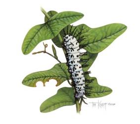 Zebra Caterpillar | Obraz na stenu