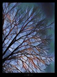 Early Evening Tree | Obraz na stenu