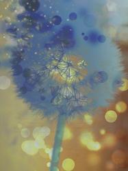 Wishful Thinking II | Obraz na stenu