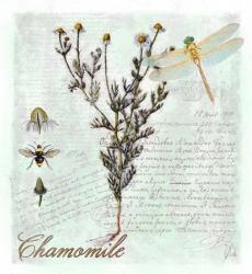 Chamomile Herb | Obraz na stenu