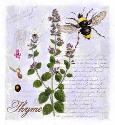 Thyme Herb | Obraz na stenu