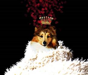 Royal Love Pup - Sheltie | Obraz na stenu