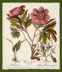 Botanica Nostalgia IV | Obraz na stenu