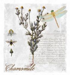 Botanical Garden Chamomile Herb | Obraz na stenu