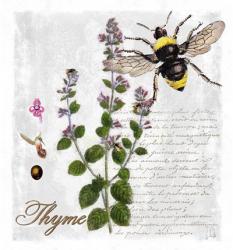 Botanical Garden Thyme Herb | Obraz na stenu