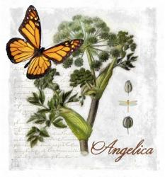 Botanical Gardern Angelica Herb | Obraz na stenu