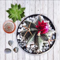 Two Succulents and A Cactus | Obraz na stenu