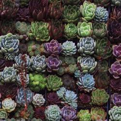 A Gathering Of Succulents 1 | Obraz na stenu