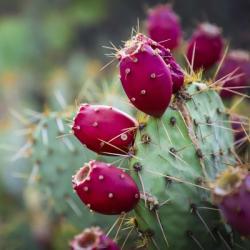 Prickly Pear Cactus | Obraz na stenu