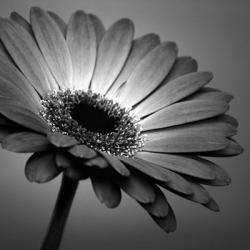 BW Gerbera 1 | Obraz na stenu