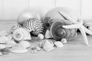Collection of Shells BW | Obraz na stenu