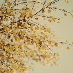 Fall Leaves 10 | Obraz na stenu