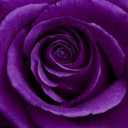 Purple Rose 1 | Obraz na stenu