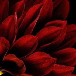 Red Dahlia Close up | Obraz na stenu