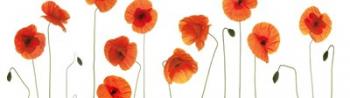 Row of Poppies on White | Obraz na stenu