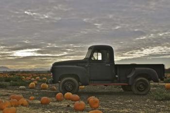 Black Truck In Pumpkin Patch 1 | Obraz na stenu