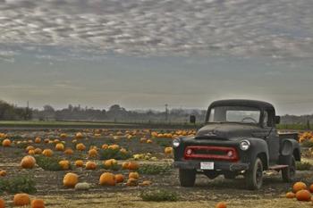 Black Truck In Pumpkin Patch 2 | Obraz na stenu