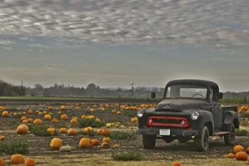 Black Truck In Pumpkin Patch 2 | Obraz na stenu