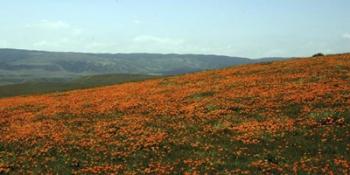 Californian Poppy Field | Obraz na stenu