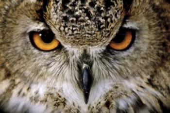 Eagle Owl | Obraz na stenu
