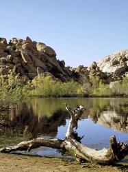 Joshua Tree Lake with Log | Obraz na stenu