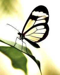 Transparent Butterfly | Obraz na stenu