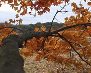 Along A Branch | Obraz na stenu