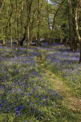 Bluebell Wood Portrait | Obraz na stenu