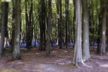 Bluebell Wood | Obraz na stenu