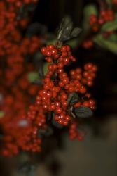 Festive Red Berries | Obraz na stenu