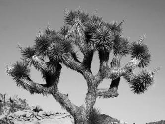 Joshua Tree BW | Obraz na stenu