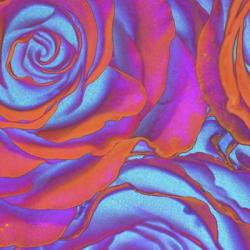 Pink Orange Blue Roses | Obraz na stenu