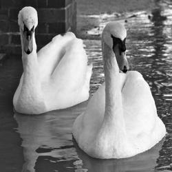 Swans In Love BW | Obraz na stenu