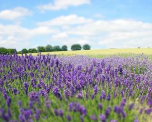 English Lavender Field 1 | Obraz na stenu