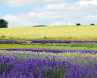 English Lavender Field 2 | Obraz na stenu
