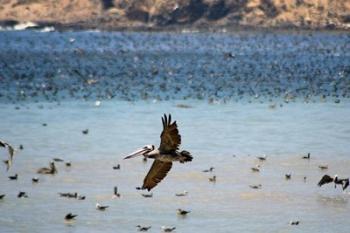 Flock Of Pelicans | Obraz na stenu