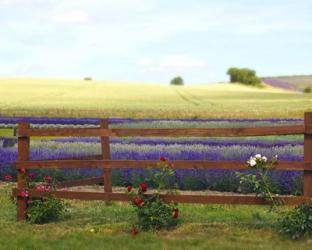 Lavender and Roses | Obraz na stenu