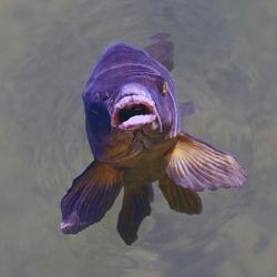 Purple Fish | Obraz na stenu