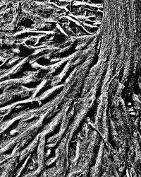 River of Roots | Obraz na stenu